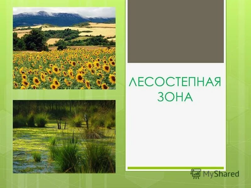 зоны увлажнения почв. зоны увлажнения почв. тип местности по увлажнению. испарение влаги с поверхности. степень увлажнения почвы.