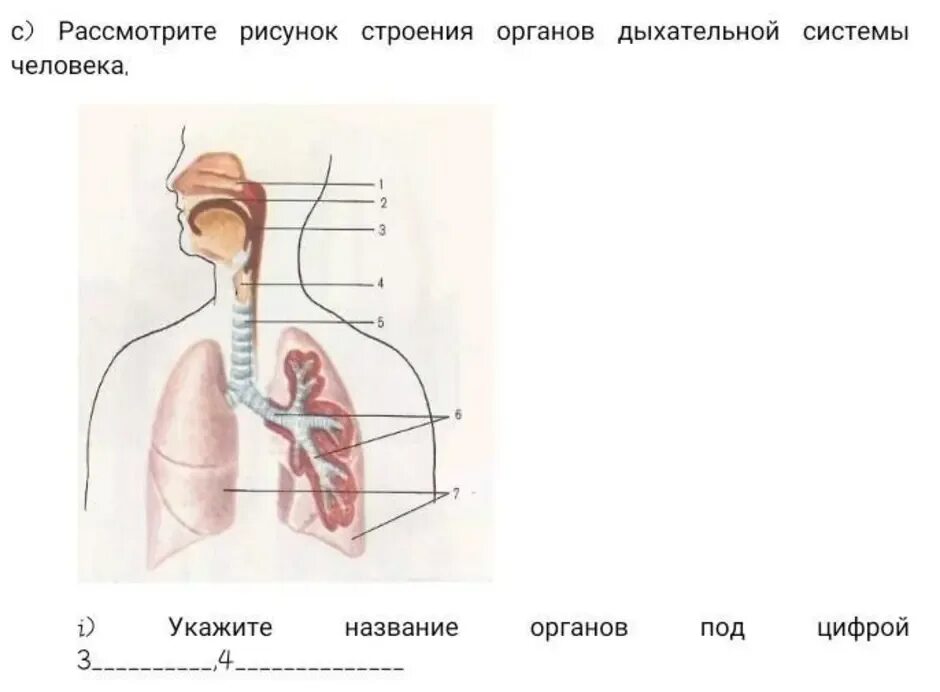 Какой орган на рисунке. Строение дыхательной системы человека схема ЕГЭ. Дыхательная система человека рисунок ЕГЭ. Строение дыхательной системы ЕГЭ. Дыхательная система под цифрами.