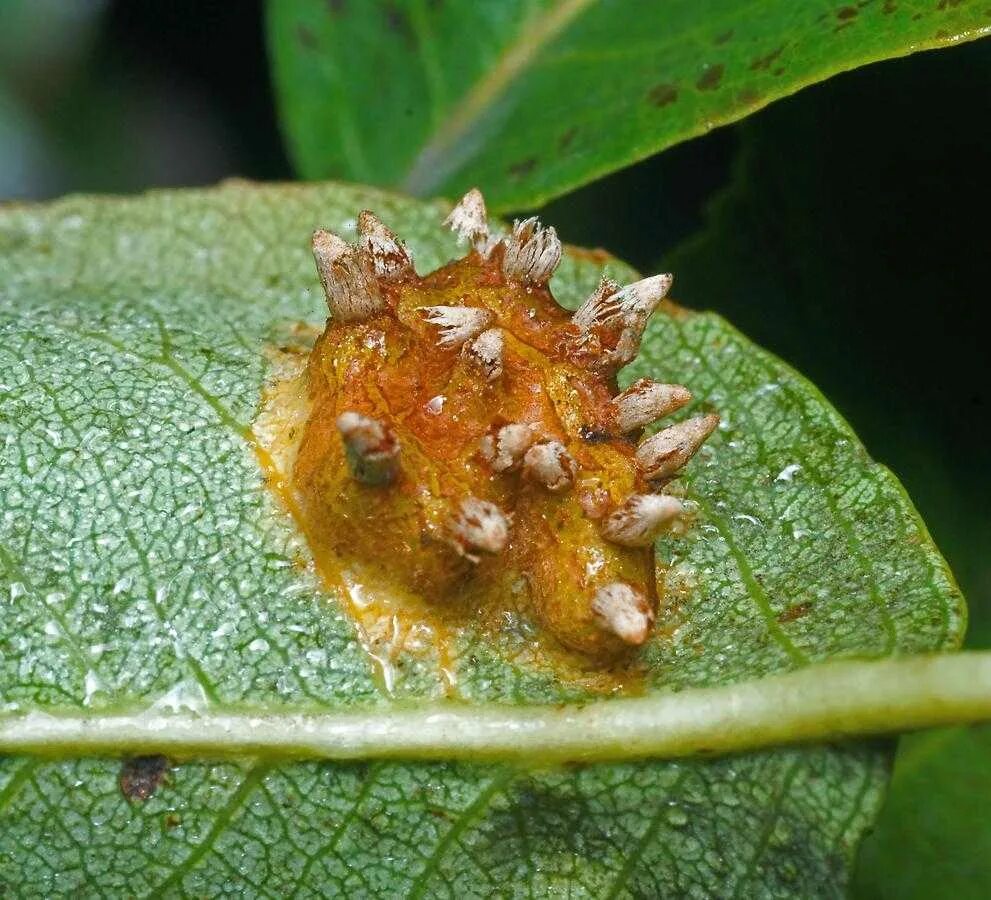 Ржавчина меры борьбы. Грибок Gymnosporangium sabinae. Ржавчина яблони Gymnosporangium tremelloides Hartig. Энтомоспориоз груши. Грушевый галловый клещ.