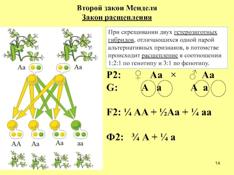 2 Закон Менделя. Закон расщепления Менделя схема скрещивания. Моногибридное скрещивание дигетерозигот. 2 Закон Менделя горох.