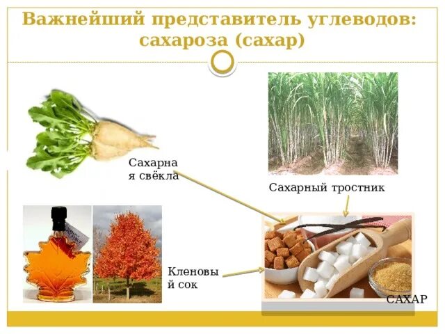 Из чего получают сахар. Растения для производства сахара. Сахарный тростник и сахарная свекла. Важные представители углеводов. Растения из которых получают сахар.