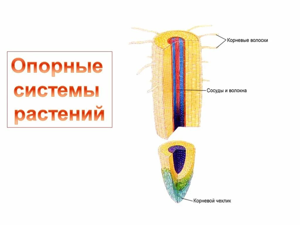 Скелет опора организма пересказ. Опорные системы растений биология. Опорные системы растений. Опора тела растений. Опора тела человека.