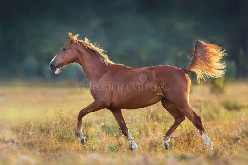 Run run run Ray by Vikarus on DeviantArt Horses, Horses and dogs, Beautiful hors
