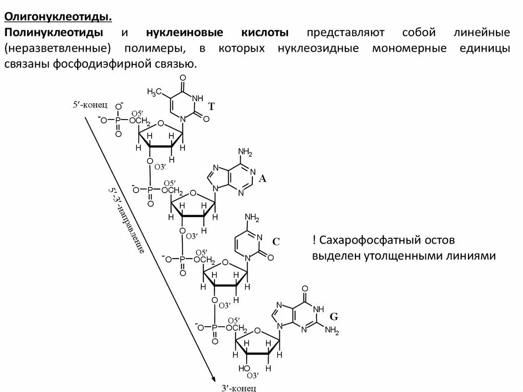 Полинуклеотидная цепь связи. Олигонуклеотид структурная формула. Полинуклеотид схема. Мономерные звенья нуклеиновых кислот. Строение полинуклеотида.