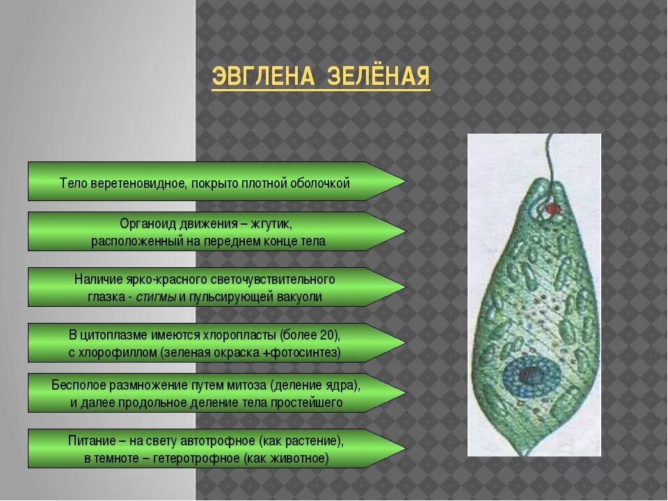 Какой органоид у эвглены зеленой. Органоиды движения эвглены. Органеллы защиты эвглены зеленой. Органеллы питания эвглены зеленой. Эвглена зеленая строение и функции.