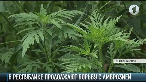 Амброзия богиня