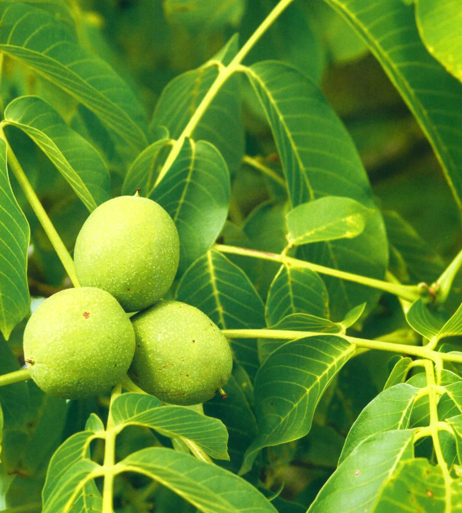Какие сорта грецкого ореха. Орех грецкий (juglans regia). грецкий орех сорт чандлер. грецкий орех сорт астаховский. грецкий орех низкорослые сорта.