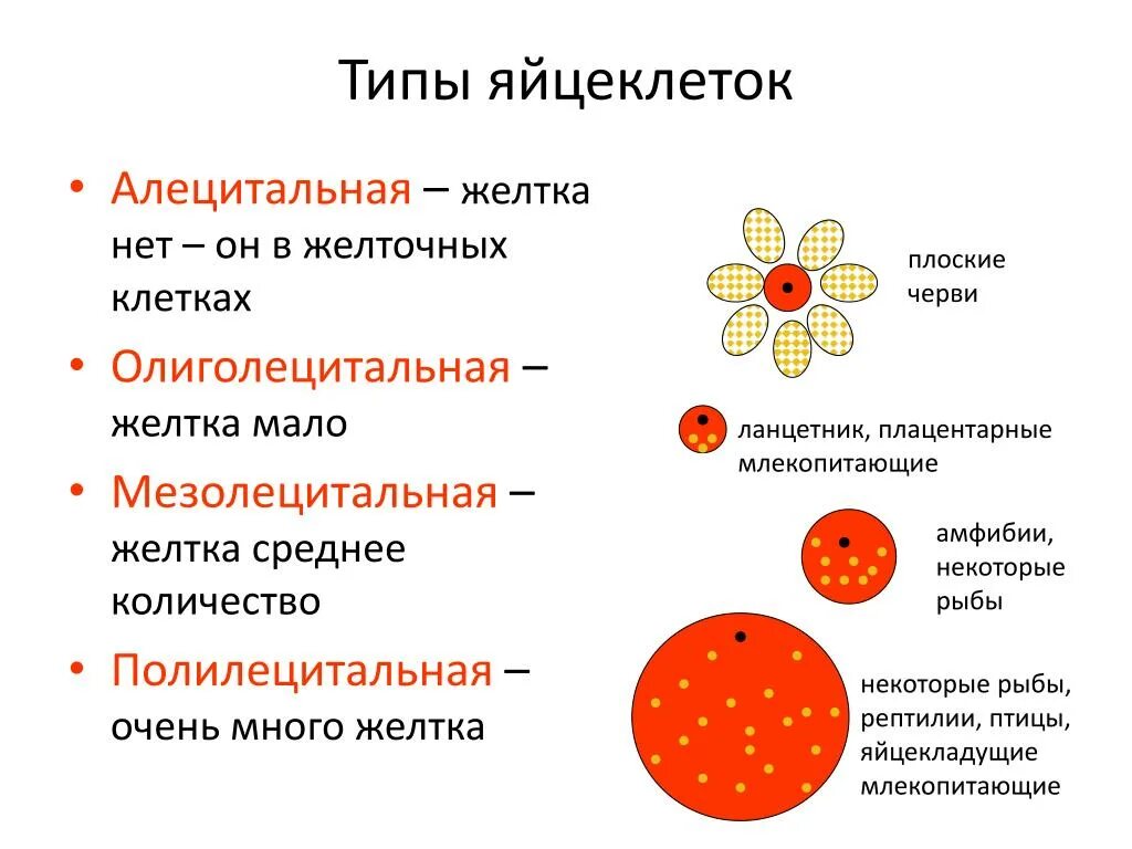 Типы яйцеклеток. Строение и типы яйцеклеток. Тип яйцеклетки у плацентарных млекопитающих. Типы яйцеклеток у животных.