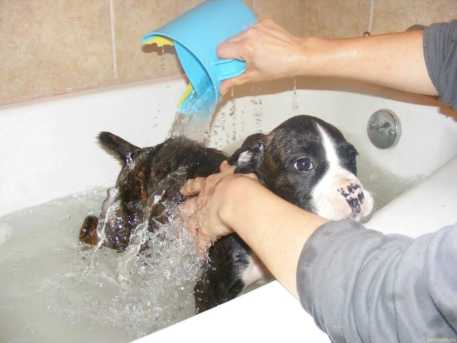 Сколько собака может без воды. Мытье собаки. Собака моется. Купание собаки. Собака купается.