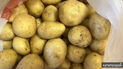 Картофель гала скарлет