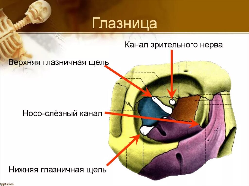 Левой глазницы. Носослезный канал анатомия череп. Верхняя глазничная щель (fissura orbitalis Superior). Строение глазницы черепа анатомия. Латеральная стенка глазницы образована.