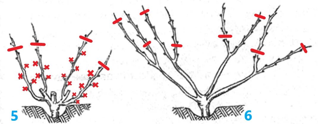 Обрезка двухлетних. Обрезка двухлетних. Обрезка куста винограда. Укрывного. Веерная многорукавная формировка винограда.
