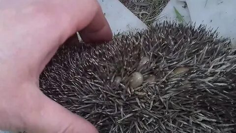 Черви в ежах