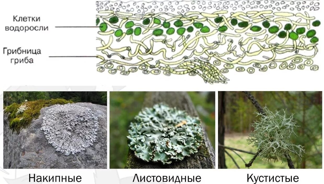 Водоросль и гриб лишайник взаимоотношение. Строение слоевища лишайника. Лишайники строение лишайников. Гомеомерное слоевище лишайника. Строение лишайника рисунок.
