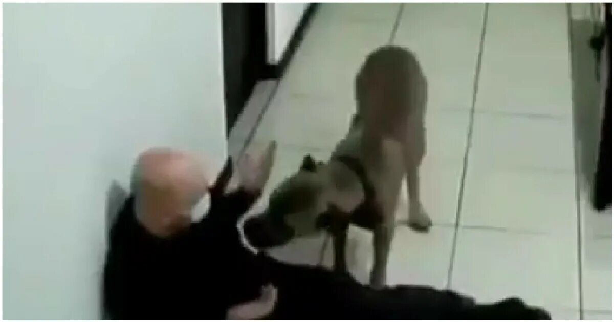 Нападение собак видео