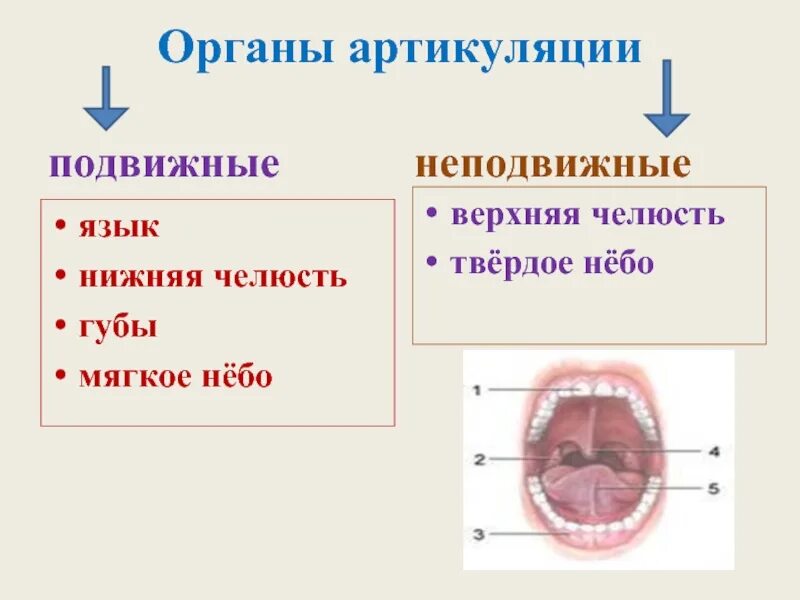 Подвижные оргаеыартикуляции. Подвижные и неподвижные органы артикуляции. Подвижные органы артикуляции. Схема артикуляционного аппарата. Система артикуляции