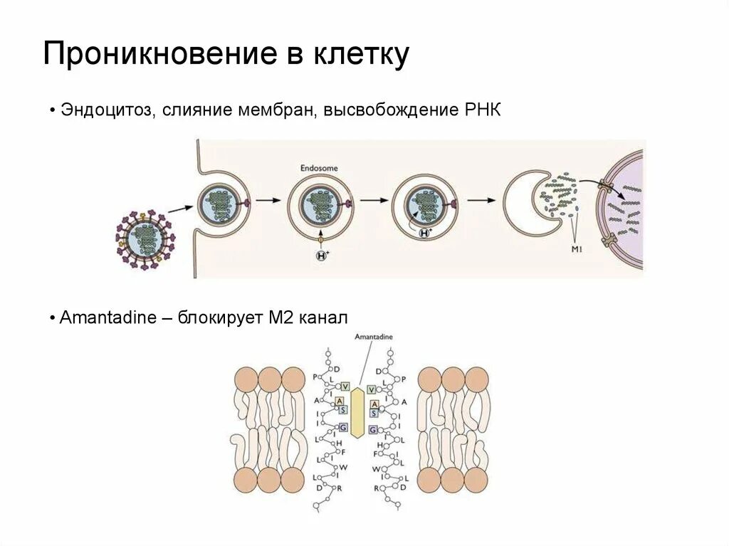 Рнк блокирует. Проникновение вируса гриппа в клетку. Проникновение РНК вируса в клетку. Проникновение вируса в клетку схема. Эндоцитоз вируса.