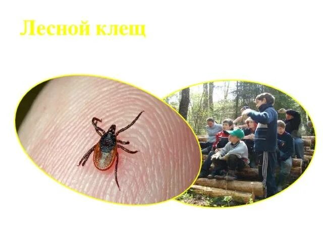 Зачем нужны клещи. Клещ в природе. Клещи в природе. Роль клещей в природе.