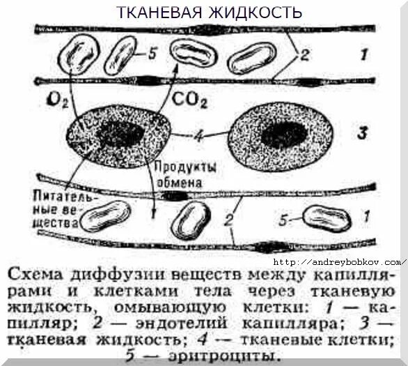 Жидкость содержащаяся в клетках тканях и полостях. Межклеточной жидкости схема. тканевая жидкость схема. нарушение содержания тканевой жидкости. схема проникновения веществ через эндотелий капилляров.