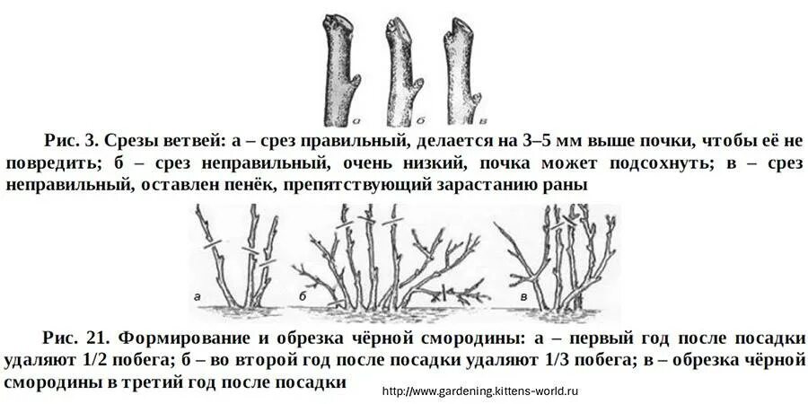 Нужно ли обрезать смородину весной. Схема обрезки смородины осенью осенью. Схема обрезки куста смородины осенью. Обрезка смородины схема. Обрезка кустов смородины осенью.