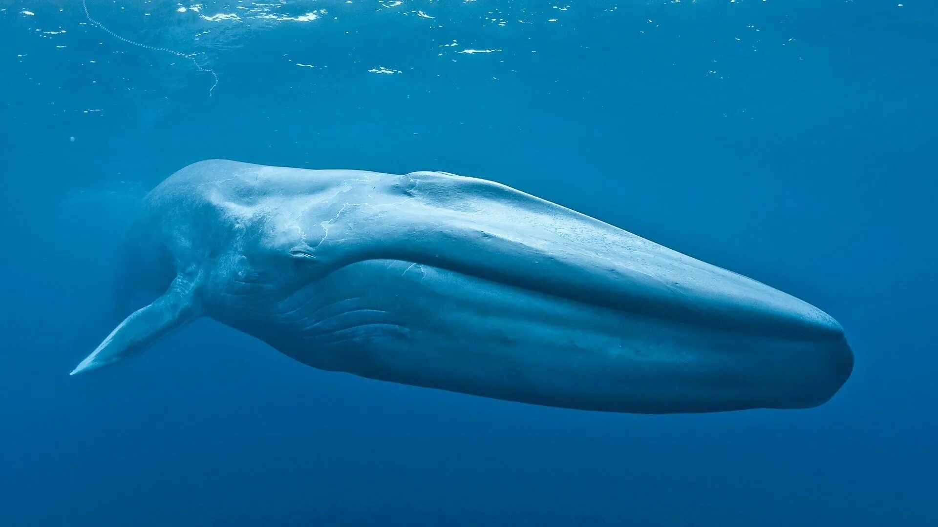 Голубой кит Balaenoptera musculus. Синий кит блювал. Мави Балина. Китообразные синий кит.