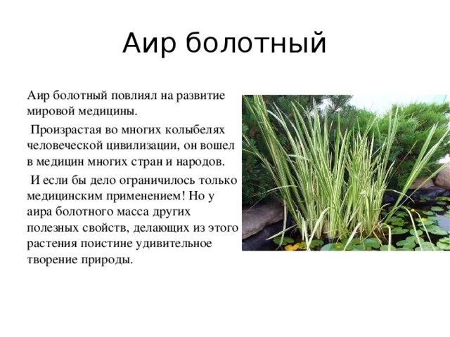 Аир свойства и применение. АИР болотный. АИР характеристика растения. Болотное растение АИР. АИР болотный описание растения.