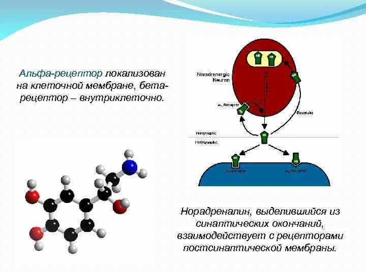 Альфа и бета рецепторы норадреналина. Альфа 2 рецепторы и бета рецепторы. Бета 2 рецепторы расположены. Альфа рецепторы локализация.
