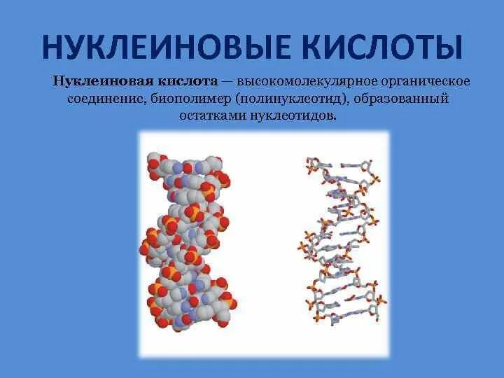 Биополимерами среди перечисленных веществ являются. Биологические полимеры нуклеиновые кислоты. органические вещества нуклеиновые кислоты. органические соединения нуклеиновые кислоты. нуклеиновые кислоты органическая химия.