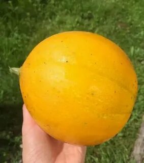 Круглая дыня сорт