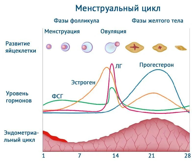 Овуляция клетки произошла. Фазы менструационного цикла схема. Гормональный цикл женщины фазы. Фазы менструационного цикла фолликулярная лютеиновая. Фазы менструационного цикла и гормоны норма.