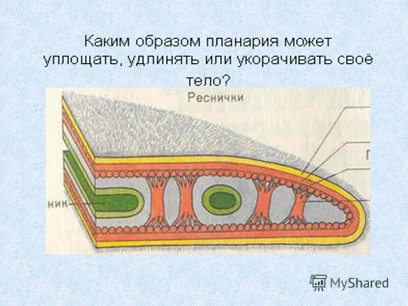 У каких червей полость тела заполнена паренхимой. Поперечный срез плоского червя. строение тела планарии. паренхима у планарии. кожно мускульный мешок планарии.