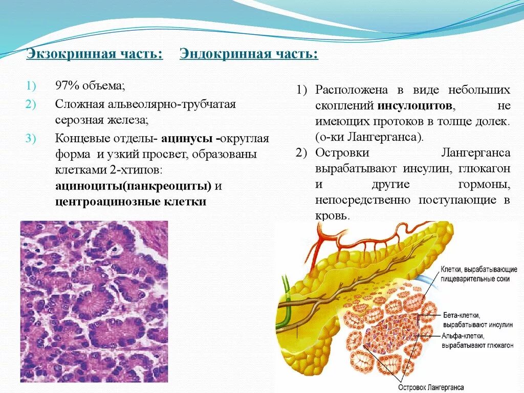 Экзокринная и эндокринная часть поджелудочной железы. Строение экзокринной части поджелудочной железы. Строение эндокринного аппарата поджелудочной железы. Поджелудочная железа гистология эндокринная часть железы. Слизистые клетки вырабатывают