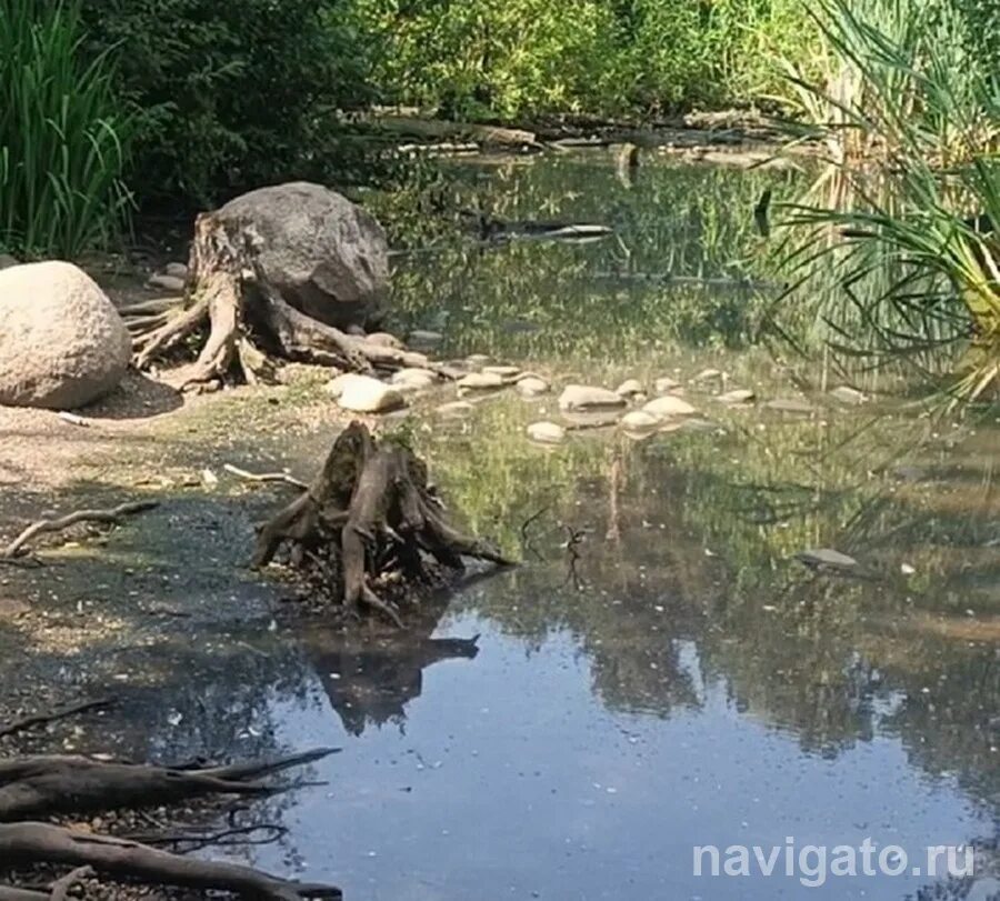 Спасти водоем. Болото. Пруд.