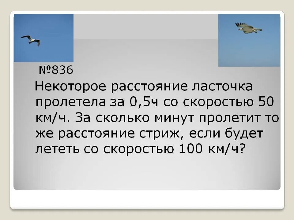 Скорость ласточки. Скорость ласточки км/ч. Ласточка летит со скоростью. Некоторое расстояние Ласточка пролетела.