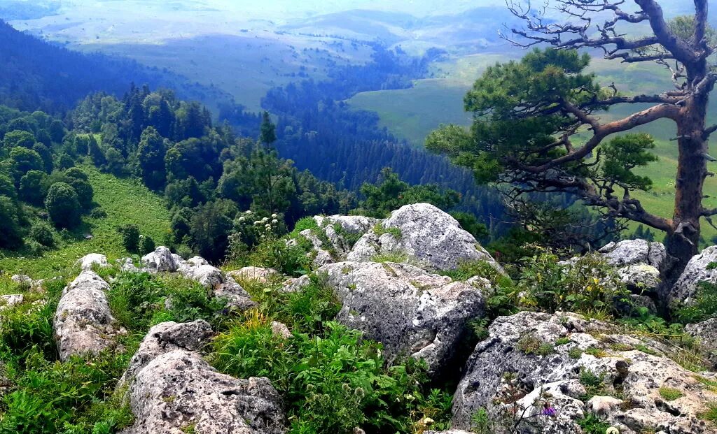 Курорт Лаго-Наки Республика Адыгея. Плато Лагонаки Адыгея. Плато Лаго-Наки Альпийские Луга. Кавказский заповедник Лаго Наки. Камера лагонаки адыгея