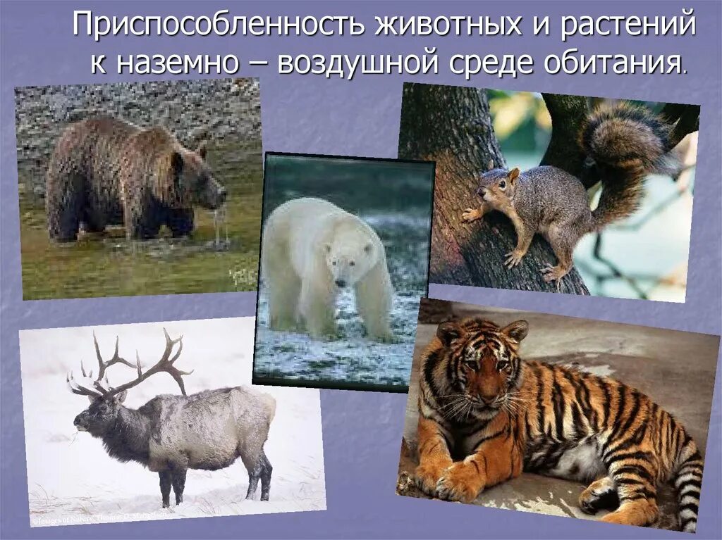 Приспособленности животных к среде. Приспособления животных. приспособленность животных. приспособленность к среде. приспособление животных к среде.