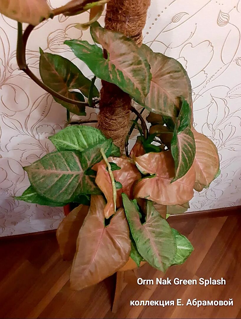 Сингониум орм мани. Orm red сингониум. Сингониум дварф. Сингониум орм нак мутейшн. Сингониум орм мани.