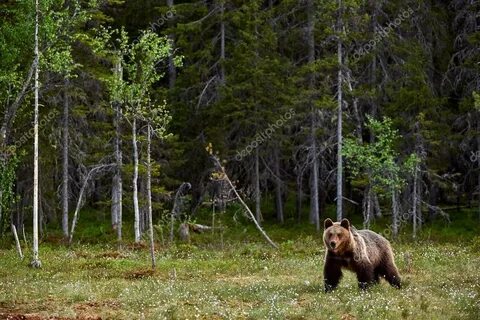 В самом центре тайги