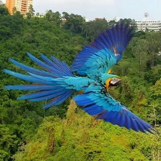 Macaws doors