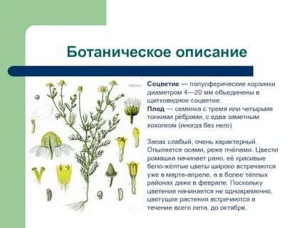 Корзинка ромашки соцветие