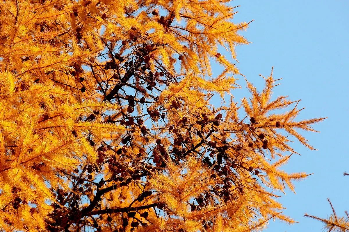 лиственница сибирская (larix sibirica ledeb. лиственница миддендорфа. лиственница дерево. лиственница дальний восток. листопад лиственницы.