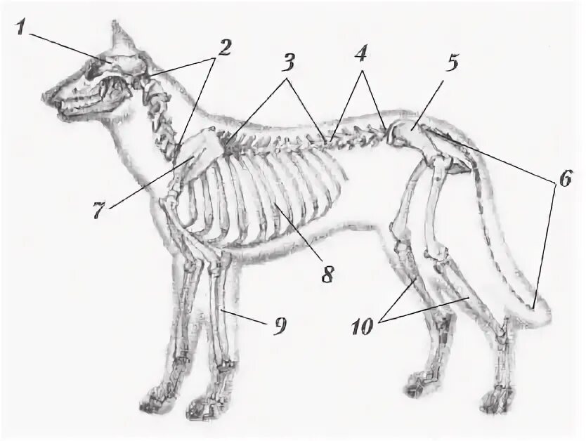 Опорно двигательная система скелет собаки. Опорно двигательная система млекопитающих собака. Опорно двигательная система скелет собаки мышцы. Костная система млекопитающих.