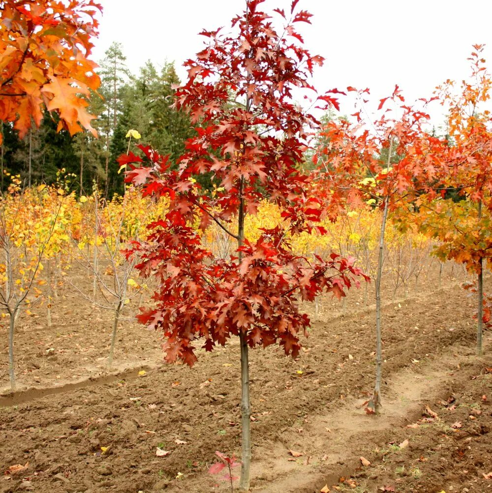 Молодые деревья осенью. Черемуха обыкновенная маака осень. Саженцы деревьев и кустарников. Осенний сад. Клен остролистный осенью.