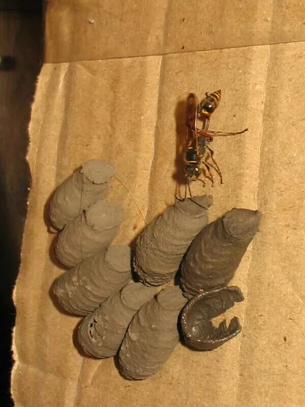 Шершень личинка куколка яйца. Куколки осы. Куколки осы. Куколка шершня. Куколки осы.