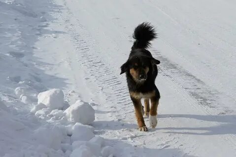 Собака лает на собак на улице