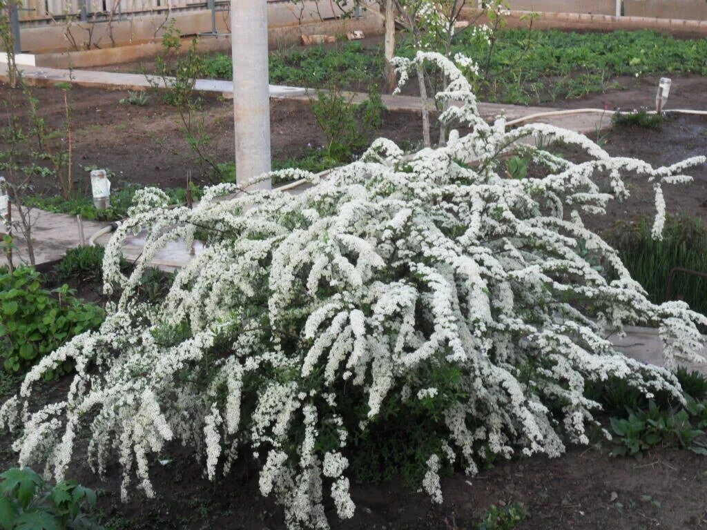 Спирея серая (spiraea cinerea `grefsheim`). Спирея грефшейм серая фото и описание кустарника. Спирея серая грефшейм. Спирея пепельная грефшейм. Спирея серая grefsheim.
