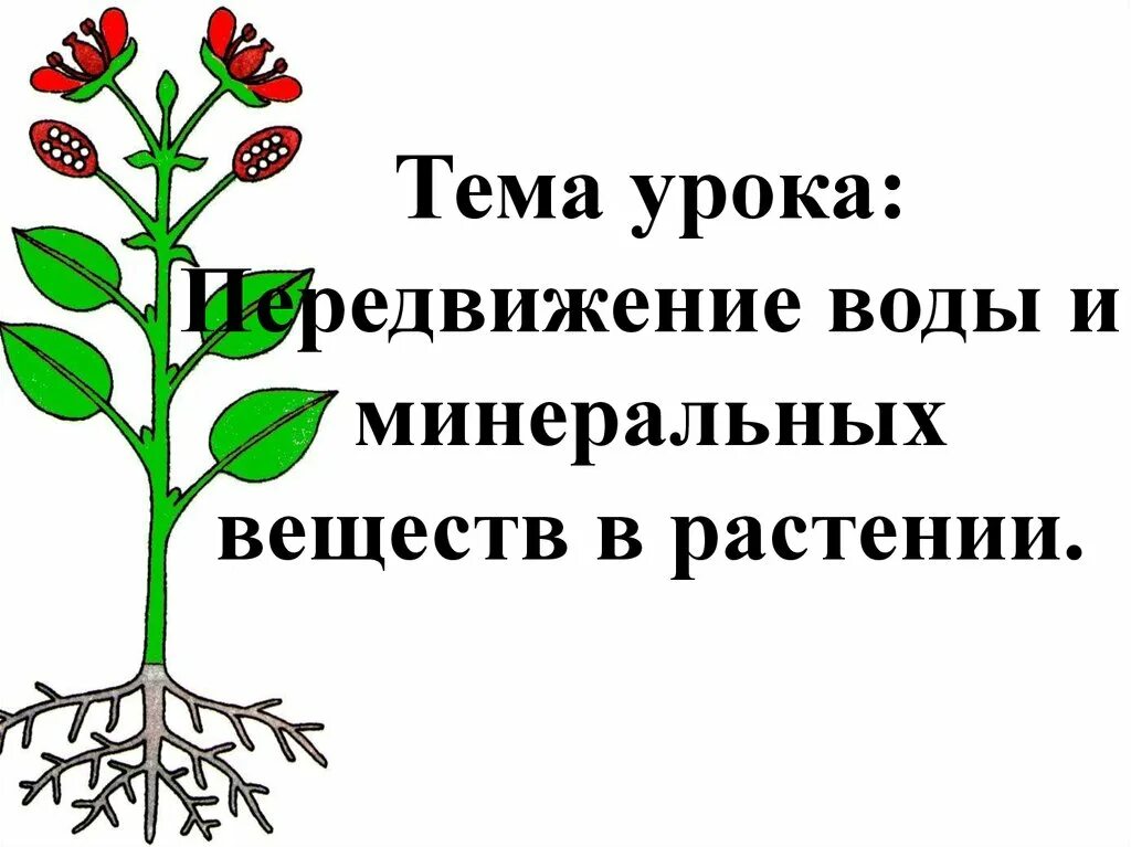 Передвижение воды в корне. Транспорт воды и Минеральных веществ в растении. Передвижение воды и Минеральных веществ в растении. Перемещение Минеральных веществ и воды в растении. Транспорт веществ у растений.