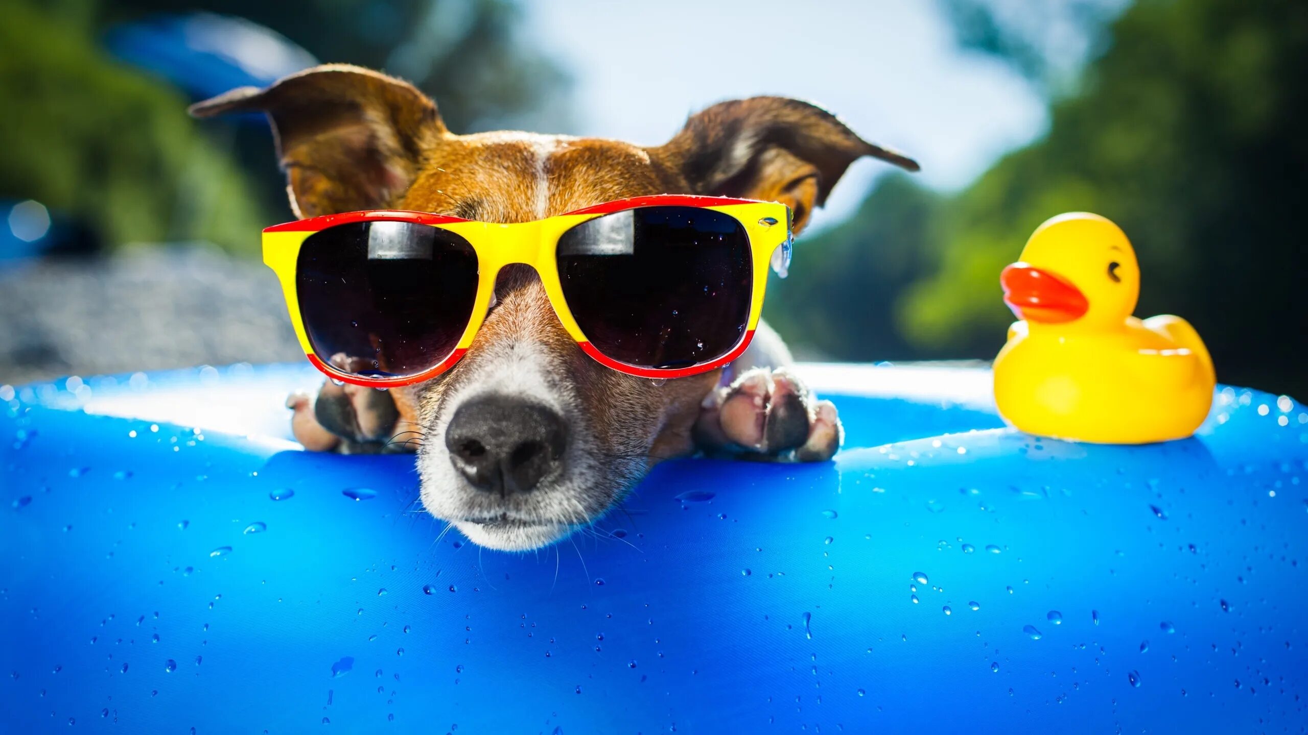 Рабочий стол настроение. Собака в очках. Собака в солнечных очках. Позитивные собаки. Кот в солнечных очках.