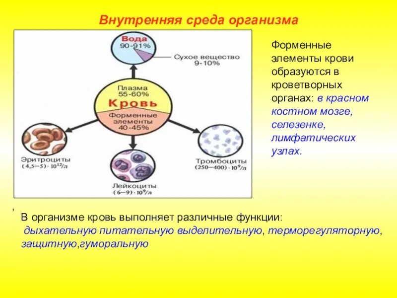 Компоненты внутренней среды организма схема. Биология внутренние компоненты среды. Внутренняя среда организма схема биология. Части внутренней среды и их функции.