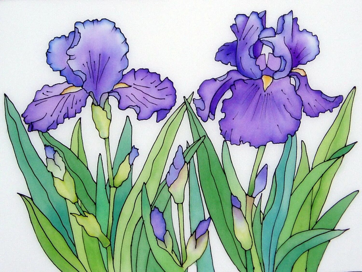 Iris x graphics
